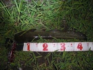 s-2019年06月13日 22時05分 ナマズ 45cm.jpg