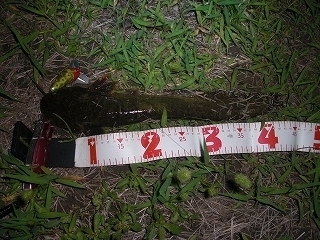 s-2019年06月13日 22時50分 ナマズ 43cm.jpg