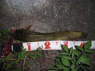 s-2019年07月24日 22時30分 ナマズ 43cm.jpg