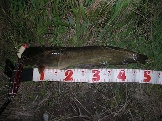 s-2019年07月24日 23時40分 ナマズ 50cm.jpg