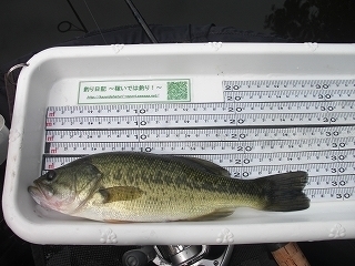 s-2019年08月21日 08時50分 ブラックバス 27cm-2.jpg