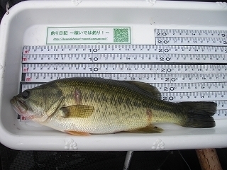 s-2019年08月21日 08時55分 ブラックバス 27cm.jpg