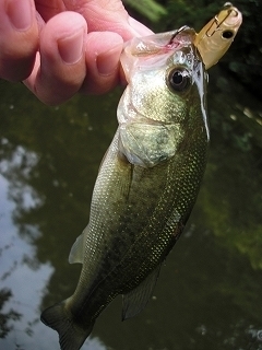 s-2019年08月21日 09時50分 ブラックバス 23cm.jpg