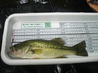 s-2019年08月21日 11時15分 ブラックバス 28cm-2.jpg