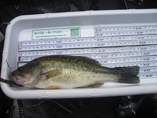 s-2019年08月21日 12時25分 ブラックバス 28cm-2.jpg
