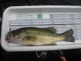 s-2019年08月21日 15時35分 ブラックバス 29cm-2.jpg