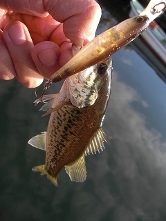 s-2019年10月26日 15時40分 ブラックバス 20cm.jpg