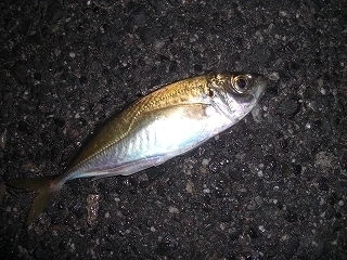 s-2019年11月17日 22時05分 アジ 18cm.jpg