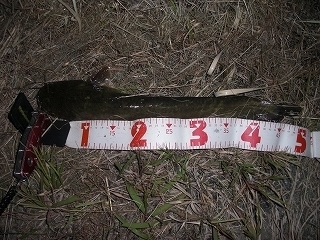s-2020年06月06日 21時30分 ナマズ 49cm.jpg