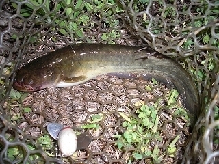 s-2020年06月06日 22時40分 ナマズ 31cm.jpg