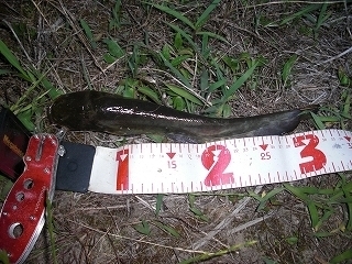 s-2020年06月06日 23時55分 ナマズ 32cm.jpg