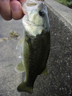 s-2020年09月26日 11時35分 ブラックバス 23cm.jpg
